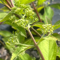 Hydrangea paniculata 'Phantom'